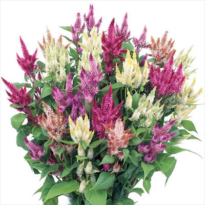 ケイトウ セルウェイ ミックス