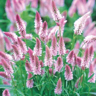 ケイトウ ホルン