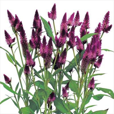 ケイトウ ルビーパフェ