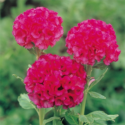 久留米けいとう  切り花用 アーリーローズ