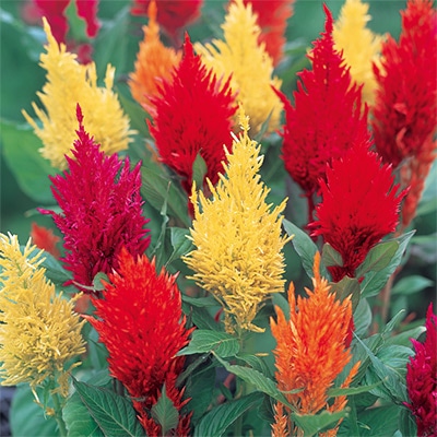 ケイトウ 羽毛けいとう 切り花用 混合