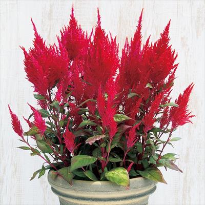 ケイトウ チャイナ タウン