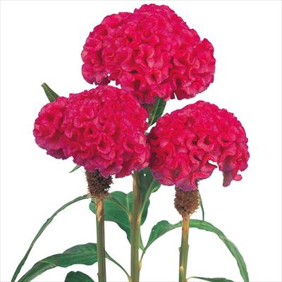 ケイトウ アーリーローズ