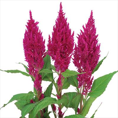 ケイトウ センチュリー ローズ