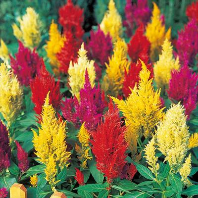 ケイトウ センチュリー ミックス