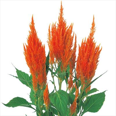 ケイトウ 高性羽毛 アプリコット ブランデー