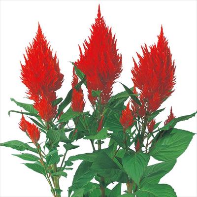 ケイトウ 高性羽毛 スカーレット マスコット