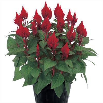 ケイトウ きもの レッド（銅葉）