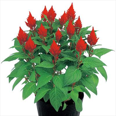 ケイトウ きもの スカーレット