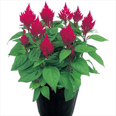 ケイトウ きもの チェリーレッド