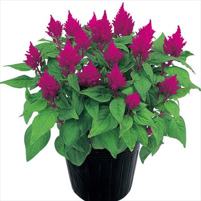 ケイトウ きもの ローズ