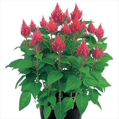 ケイトウ きもの サーモンローズ