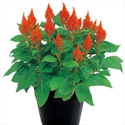 ケイトウ きもの オレンジ