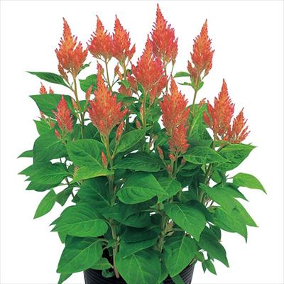 ケイトウ きもの ピンクバイカラー