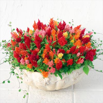 ケイトウ きもの 特選混合