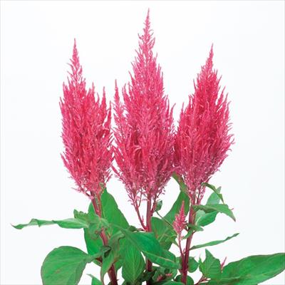 ケイトウ センチュリー ピンク