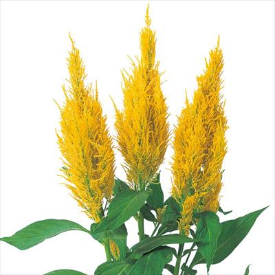 羽毛けいとう センチュリー イエロー