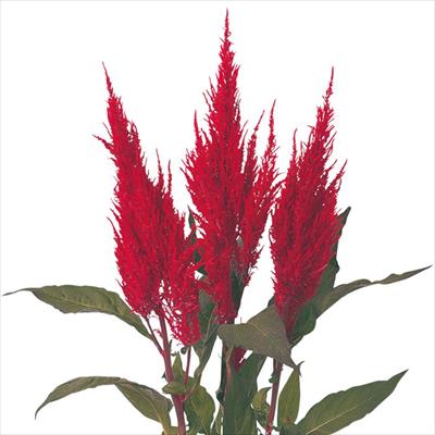 羽毛けいとう センチュリー レッド