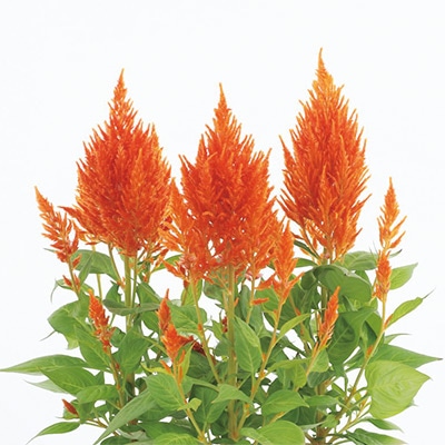 ケイトウ フランマ オレンジ