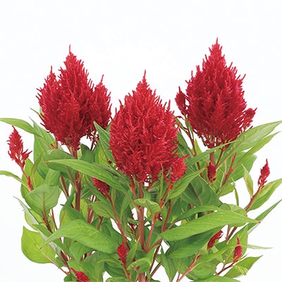 ケイトウ フランマ レッド