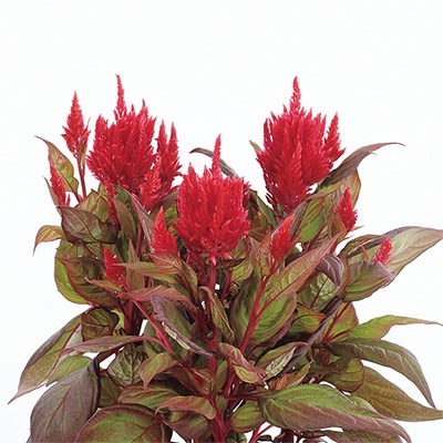 ケイトウ フランマ レッドウィズブロンズリーフ