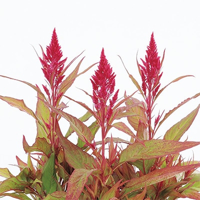 ケイトウ フランマ ローズXL