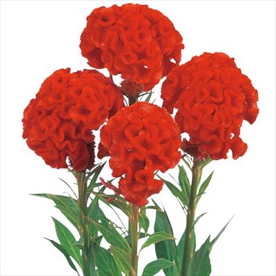 ケイトウ ファイアリーレッド