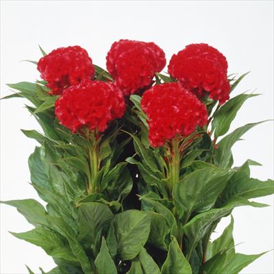 ケイトウ サカタプライド (ver.2)