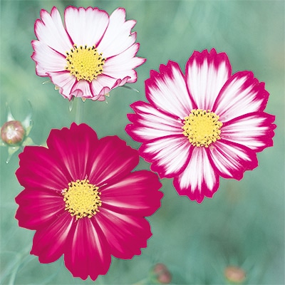 コスモス あかつき