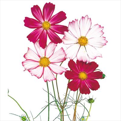 コスモス あかつき