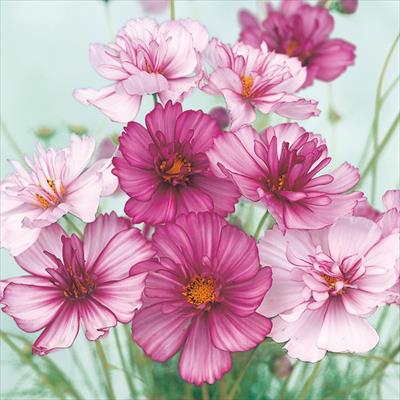 コスモス レッドイリュージョン