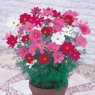 コスモス ドワーフ センセーション ミックス