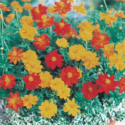 黄花コスモス わい性 ロード ミックス