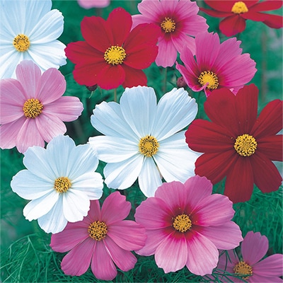 コスモス ベルサイユ ミックス