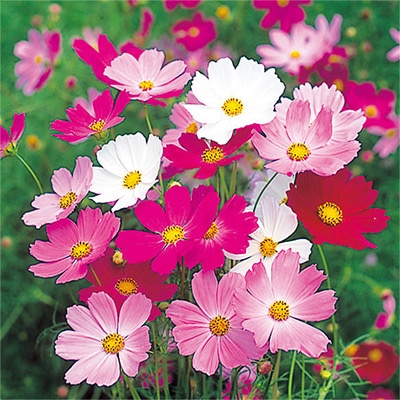 コスモス 美色混合