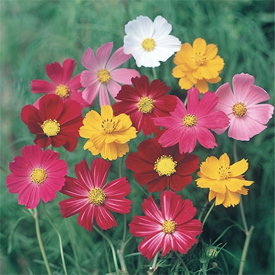 コスモス パレード ミックス