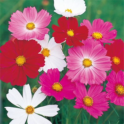 コスモス センセーション ミックス