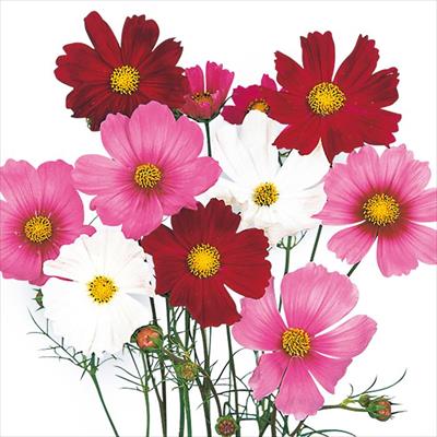 コスモス センセーション ミックス