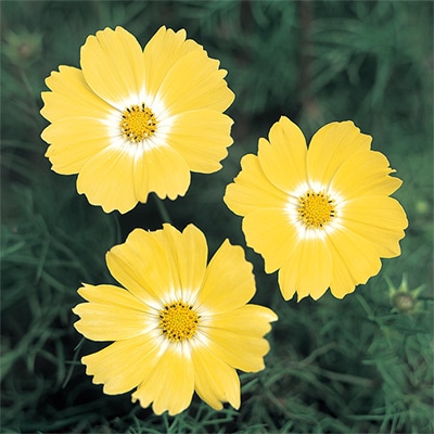 コスモス イエロー キャンパス