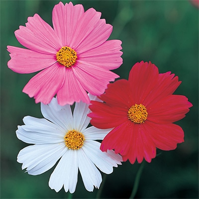 コスモス 巨大輪 スーパー ミックス