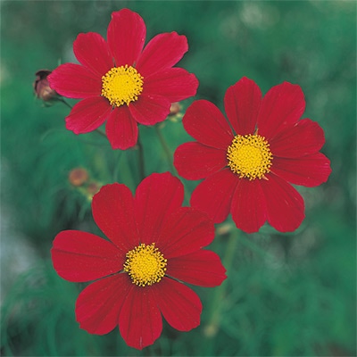 コスモス ベルサイユ レッド