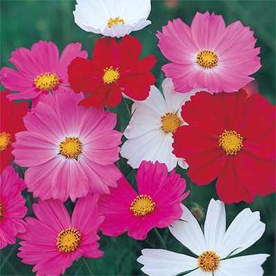 コスモス  アーリー ミックス