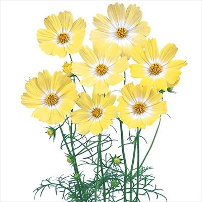 コスモス キャンパス イエロー