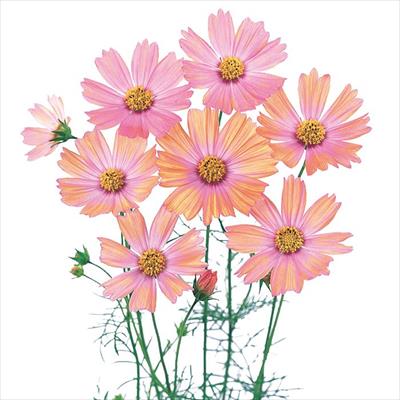 コスモス キャンパス オレンジ