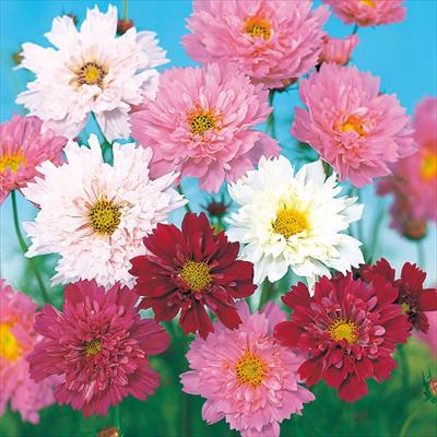 コスモス ダブルクリック ミックス