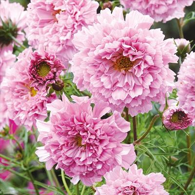 コスモス ダブルクリック ローズボンボン