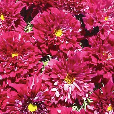 コスモス ダブルクリック クランベリー