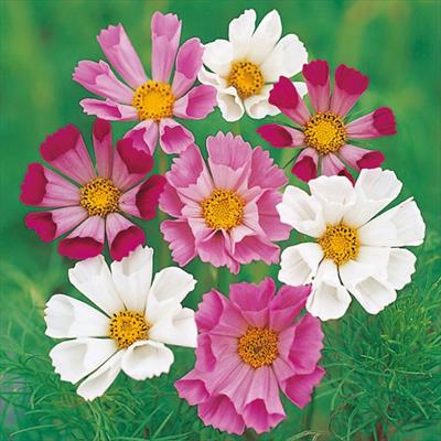 コスモス シーシェル ミックス