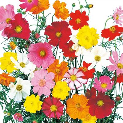 コスモス パレード 特選混合