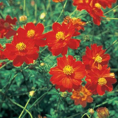 黄花コスモス ディアボロ